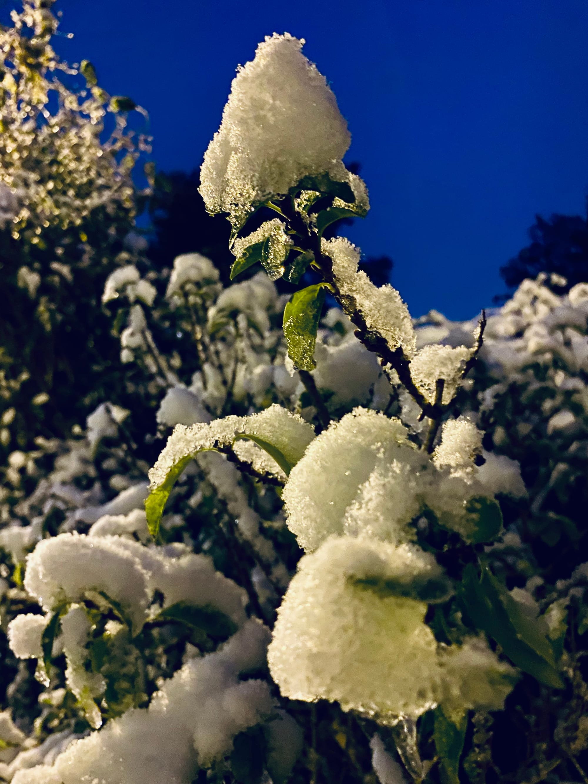 甲辰年十月廿一的雪 / La neige du 21 nov 2024