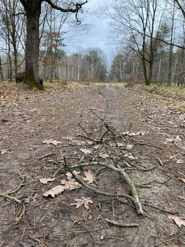 Cette forêt et moi