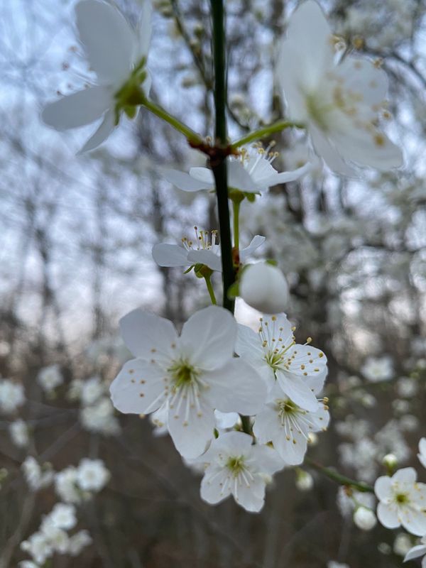 凉 Fraîcheur du Printemps