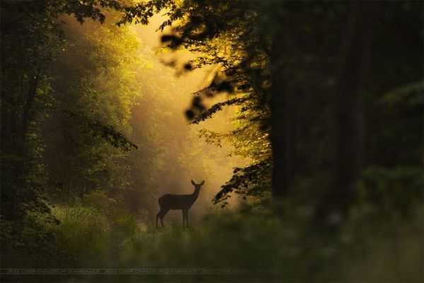 晨/Matin