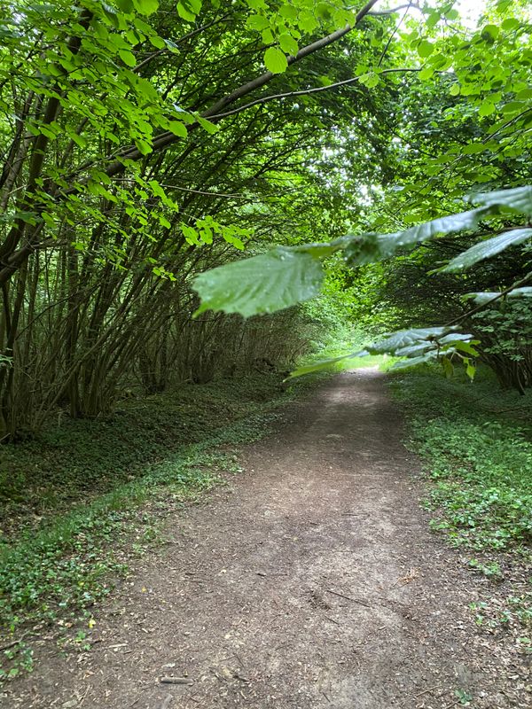 晨林行/Marche matinale dans la forêt