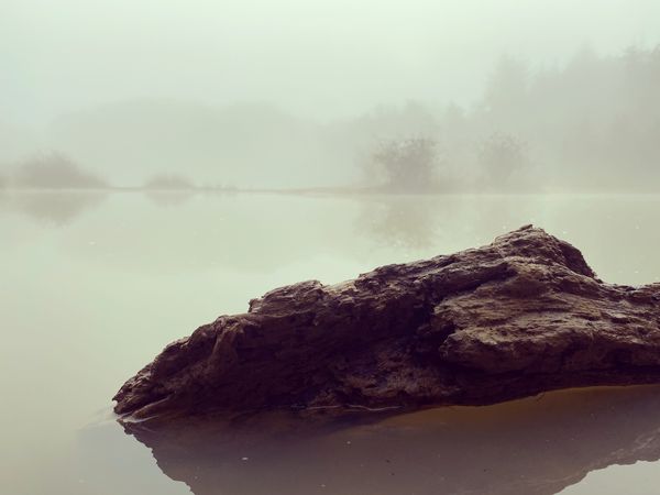 林子，雾跟我/Forêt, brouillard et moi