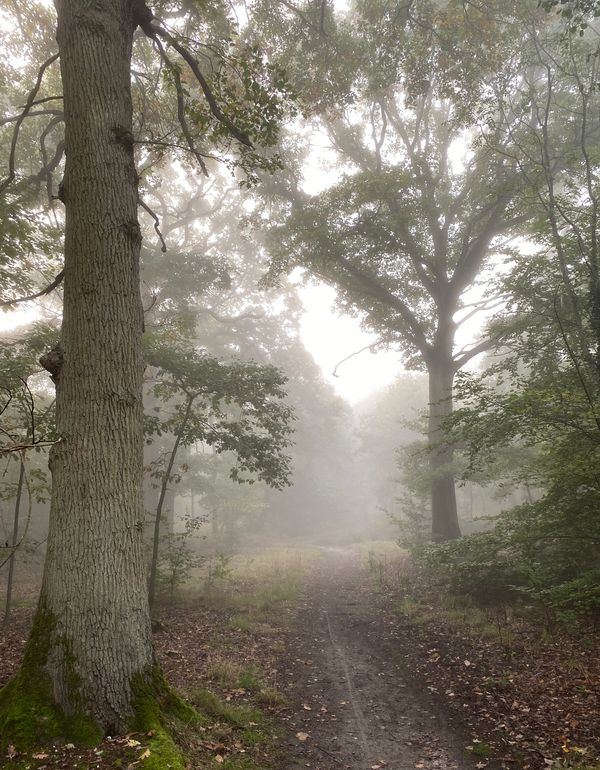 晨霧/Brume du matin