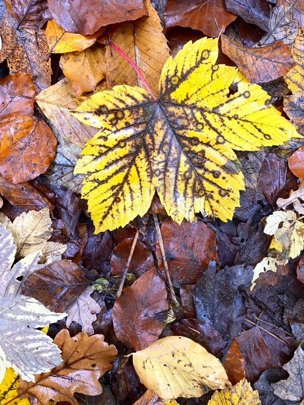 秋葉/Une feuille d'automne