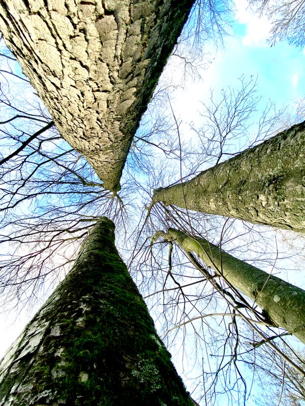 雲，樹跟我/Nuages, arbres et moi